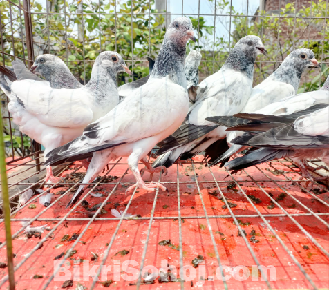 আর্মি + পাংখি ফ্যাট বেবি
